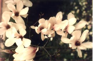 Des fleurs...