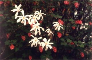 Des fleurs...